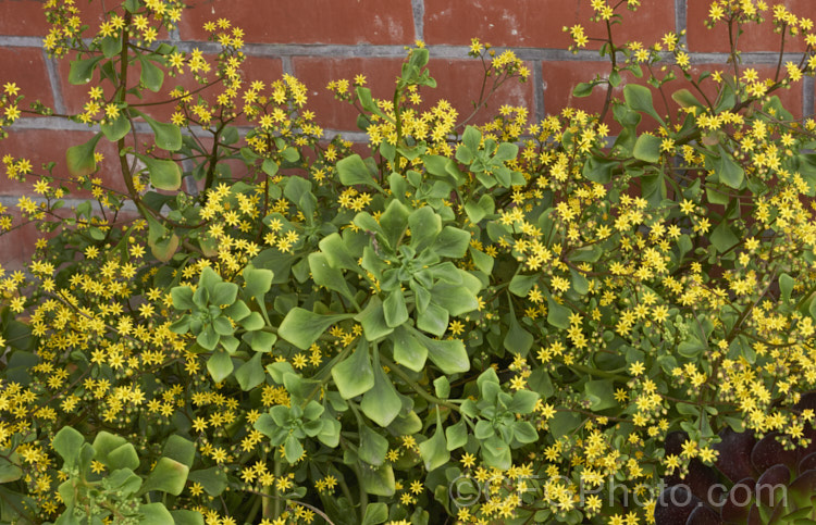 Aichryson pachycaulon, a summer-flowering succulent native to the Canary Islands. Although very drought tolerant, it prefers partly shaded locations. The yellow flower are massed in dense head and can be very showy. aichryson-3501htm'>Aichryson. <a href='crassulaceae-plant-family-photoshtml'>Crassulaceae</a>.