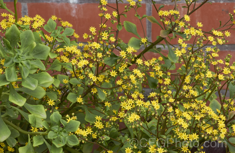 Aichryson pachycaulon, a summer-flowering succulent native to the Canary Islands. Although very drought tolerant, it prefers partly shaded locations. The yellow flower are massed in dense head and can be very showy. aichryson-3501htm'>Aichryson. <a href='crassulaceae-plant-family-photoshtml'>Crassulaceae</a>.