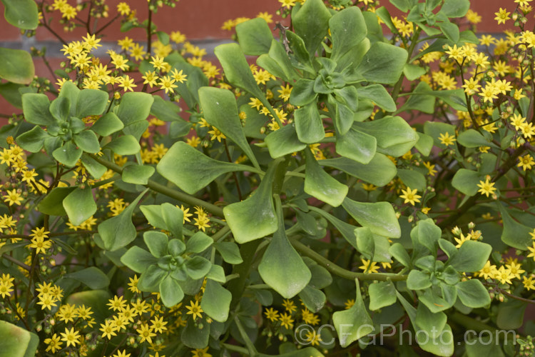 Aichryson pachycaulon, a summer-flowering succulent native to the Canary Islands. Although very drought tolerant, it prefers partly shaded locations. The yellow flower are massed in dense head and can be very showy. aichryson-3501htm'>Aichryson. <a href='crassulaceae-plant-family-photoshtml'>Crassulaceae</a>.