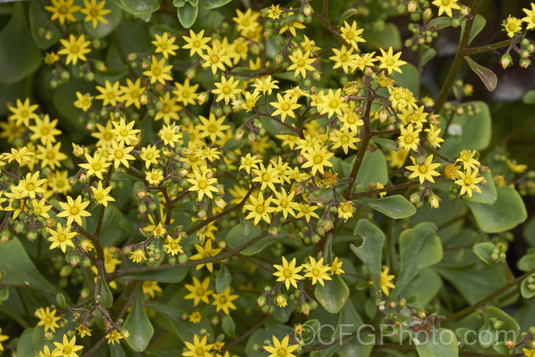 Aichryson pachycaulon, a summer-flowering succulent native to the Canary Islands. Although very drought tolerant, it prefers partly shaded locations. The yellow flower are massed in dense head and can be very showy. aichryson-3501htm'>Aichryson. <a href='crassulaceae-plant-family-photoshtml'>Crassulaceae</a>.