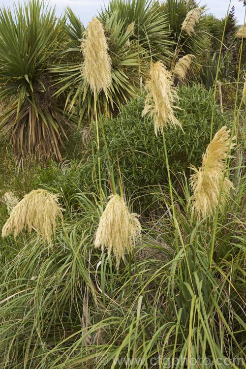 Toe. Toe (<i>Austroderia richardii [syn. Cortaderia richardii]), a 2-3m tall grass native to New Zealand It is superficially similar to the South American pampas grass (<i>Cortaderia selloana</i>) but has narrower leaves and less densely packed flower plumes. austroderia-3545htm'>Austroderia. .