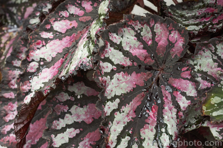 One of the many foliage patterns of the Begonia rex-cultorum hybrids. Developed from Begonia rex and related Asian species, these mainly rhizomatous plants occur in a huge range of forms with magnificently marked and coloured foliage. Order: Cucurbitales, Family: Begoniaceae