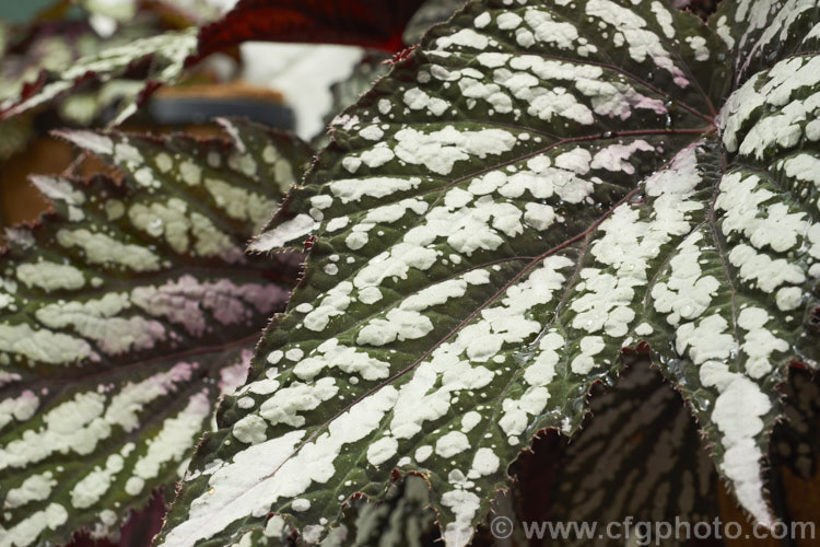 One of the many foliage patterns of the Begonia rex-cultorum hybrids. Developed from Begonia rex and related Asian species, these mainly rhizomatous plants occur in a huge range of forms with magnificently marked and coloured foliage. Order: Cucurbitales, Family: Begoniaceae