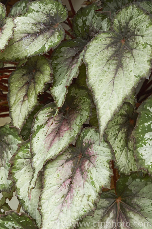 One of the many foliage patterns of the Begonia rex-cultorum hybrids. Developed from Begonia rex and related Asian species, these mainly rhizomatous plants occur in a huge range of forms with magnificently marked and coloured foliage. Order: Cucurbitales, Family: Begoniaceae