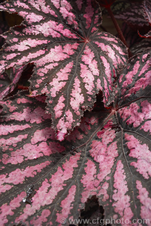 One of the many foliage patterns of the Begonia rex-cultorum hybrids. Developed from Begonia rex and related Asian species, these mainly rhizomatous plants occur in a huge range of forms with magnificently marked and coloured foliage. Order: Cucurbitales, Family: Begoniaceae