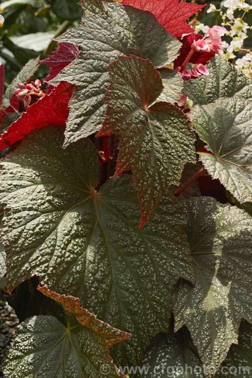 One of the many foliage patterns of the Begonia rex-cultorum hybrids. Developed from Begonia rex and related Asian species, these mainly rhizomatous plants occur in a huge range of forms with magnificently marked and coloured foliage. Order: Cucurbitales, Family: Begoniaceae