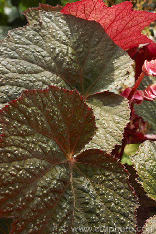 One of the many foliage patterns of the Begonia rex-cultorum hybrids. Developed from Begonia rex and related Asian species, these mainly rhizomatous plants occur in a huge range of forms with magnificently marked and coloured foliage. Order: Cucurbitales, Family: Begoniaceae