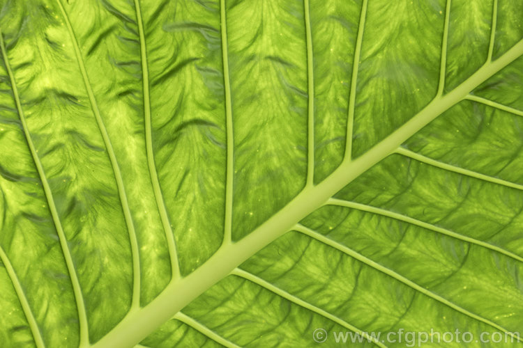 The underside of the young leaf of Alocasia brisbanensis, an aroid found in coastal areas. Queensland and northeastern New South Wales, Australia. It forms a solid trunk-like stems and bear arrowhead-shaped leaves to over 1m long. The spathe and spadix are both cream to pale green, with tiny yellow true flowers followed by a head of bright red fruits. alocasia-2256htm'>Alocasia.