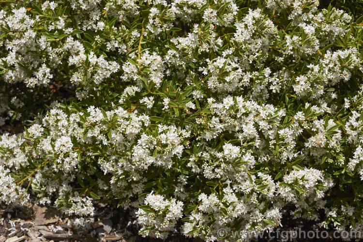 Veronica rigidula (syn. Hebe rigidula</i>), a 40-50cm high evergreen early-summer-flowering shrub with a spread of up to 90cm. It is native to the north of the South Island of New Zealand and is similar to Veronica divaricata