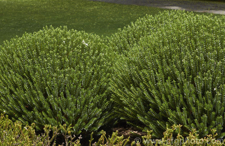Boxwood. Hebe (<i>Veronica odora [syn. Hebe odora]), a compact, densely foliaged New Zealand shrub that flowers in early summer. It is not related to the common box (<i>Buxus sempervirens</i>)