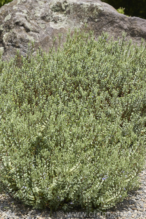 Veronica pimeleoides subsp. faucicola, a red-stemmed subspecies of a low, spreading, evergreen shrub with blue-grey foliage and short spikes of mauve-pink or white flowers in summer. It is native to the rocky areas of Otago, in the South Island of New Zealand