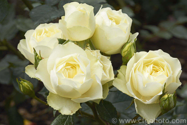 Rosa 'Lemon 'n' Lime', a cluster-flowered (<i>Floribunda</i>) bush raised by Somerfield of New Zealand before 2008 and introduced in 2012. It has lush, dark green foliage and the flowers, while unusually coloured and quite abundant, have little scent. Order: Rosales, Family: Rosaceae