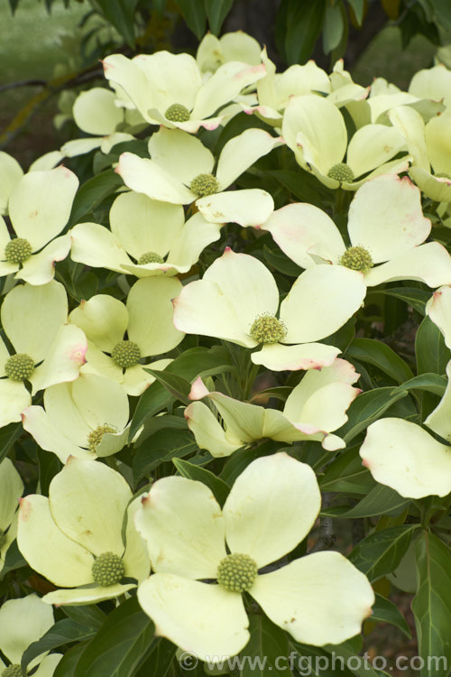 The showy bracts of the Himalayan Strawberry Tree or Bentham's Cornel (<i>Cornus capitata [syn. Dendrobenthamia capitata]). One of the few evergreen dogwoods, this tree late spring- to early summer-flowering tree grows to 16m and is native to the Himalayan region and nearby parts of China. The large strawberry-like fruits are edible but very astringent and are usually consumed only by birds. Order: Cornales, Family: Cornaceae