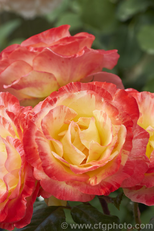 Rosa 'Chihuly' (also known as 'Anna Leese' ['Scentimental' x 'Amalia']), a Cluster-flowered (<i>Floribunda</i>) bush rose raised by Carruth of the United States and introduced in 2004. The multi-coloured flowers go through several hue changes as they age. Order: Rosales, Family: Rosaceae