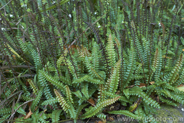 Blechnum penna-marina, a creeping rhizomatous fern with very distinct fertile fronds. It is often found growing in rock crevices and occurs over much of the temperate and Subantarctic Southern Hemisphere