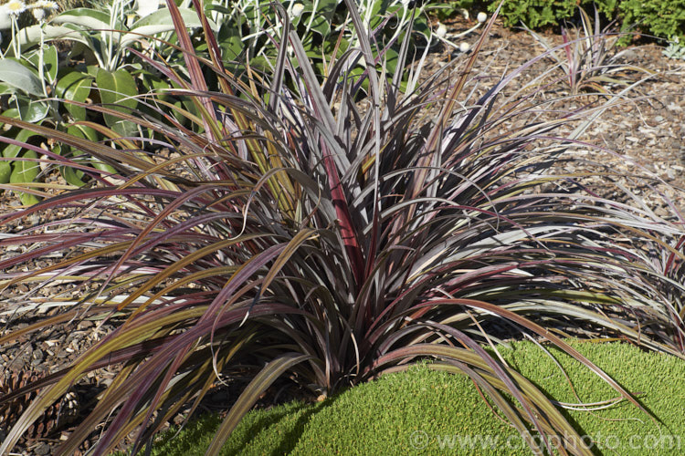 Red Mountain Astelia (<i>Astelia nervosa 'Alpine Ruby'), a silver and red-bronze-leaved cultivar of a perennial found naturally over most of New Zealand from low level through to around 1500m. astelia-2377htm'>Astelia. <a href='asteliaceae-plant-family-photoshtml'>Asteliaceae</a>.