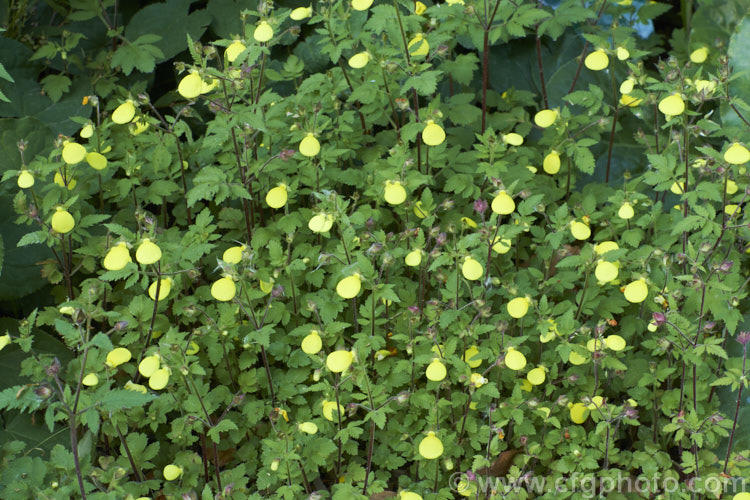 Calceolaria tomentosa, a summer-flowering perennial, up 1m tall and wide, native to Peru. In cultivation, it is usually seen as a low, spreading plant and is valued for its ability to flower well even in considerable shade.