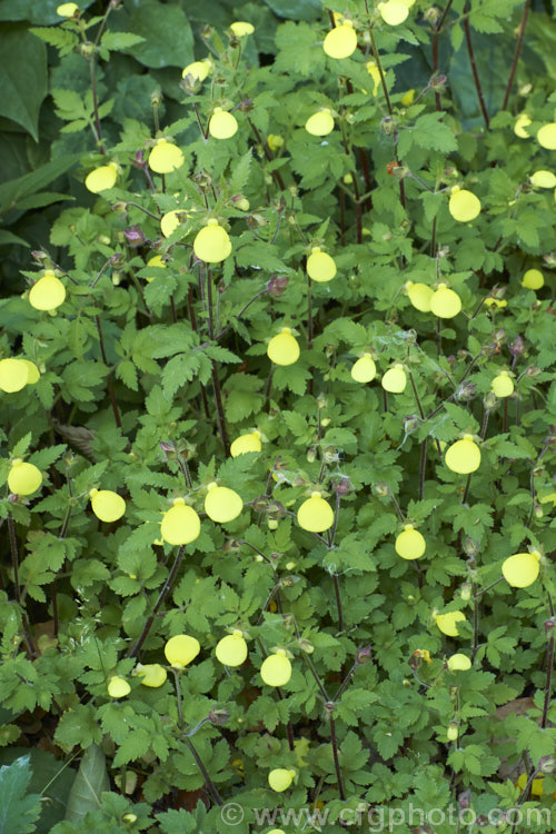 Calceolaria tomentosa, a summer-flowering perennial, up 1m tall and wide, native to Peru. In cultivation, it is usually seen as a low, spreading plant and is valued for its ability to flower well even in considerable shade.