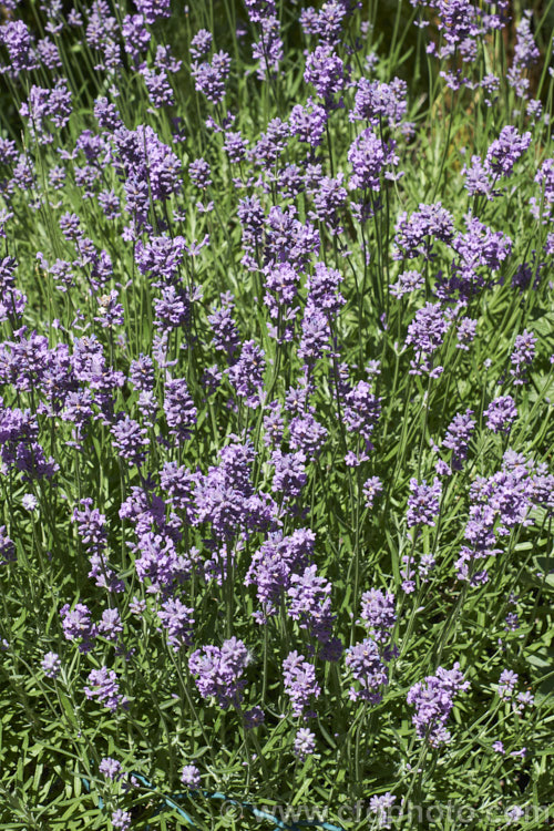 Lavandula angustifolia 'Munstead', this cultivar of English lavender grows to around 30cm high (45cm in flower</i>) x 1m wide. Despite the name. English lavender, it is a Mediterranean native. lavandula-2175htm'>Lavandula.