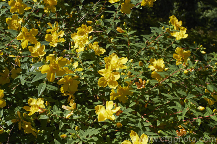 Hypericum kouytchense, an evergreen or semi-evergreen, summer-flowering Chinese shrub with arching branches. It can grow to well over 15m tall hypericum-2179htm'>Hypericum. <a href='hypEricaceae'>Hypericaceae</a>.