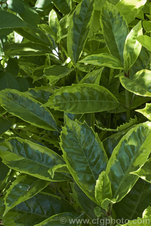 Aucuba japonica 'Sulphurea. Marginata', a Japanese Laurel cultivar with boldly variegated foliage. The leaves have broad yellow edges but this colour only develops fully in sunlight; shaded leaves showing a subtler variegation pattern in two shades of green 'Sulphurea. Marginata' is a female plant with red fruit. aucuba-2280htm'>Aucuba. <a href='garryaceae-plant-family-photoshtml'>Garryaceae</a>.