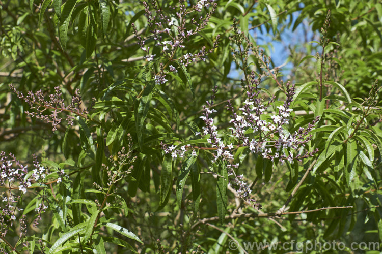 Lemon-scented. Verbena or Citron (<i>Aloysia citriodora [syns. Aloysia triphylla, Lippia citriodora]), a summer-flowering semi-evergreen shrub up to 3m tall It is native to Chile and Argentina and has very aromatic lemon-scented foliage. aloysia-2318htm'>Aloysia. .