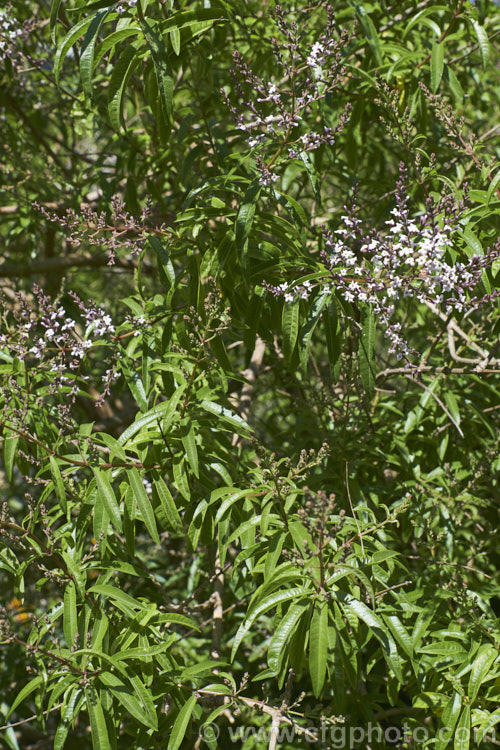 Lemon-scented. Verbena or Citron (<i>Aloysia citriodora [syns. Aloysia triphylla, Lippia citriodora]), a summer-flowering semi-evergreen shrub up to 3m tall It is native to Chile and Argentina and has very aromatic lemon-scented foliage. aloysia-2318htm'>Aloysia. .