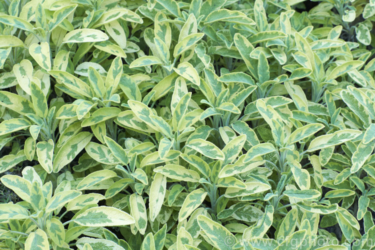 Salvia officinalis 'Aurea', a yellow and grey-green-leafed variegated foliage cultivar of Common Sage, an evergreen woody-stemmed perennial of shrub native to the Mediterranean area. Its foliage has long been used in cooking and it also has some herbal medicinal uses. Order: Lamiales, Family: Lamiaceae