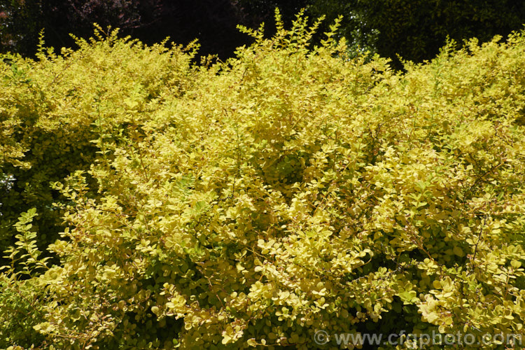 The vivid yellow foliage of Berberis thunbergii 'Aurea', a relatively compact cultivar of a deciduous, 1-2m tall barberry shrub native to Japan. It has thorny stems and small, red-marked, yellow flowers that open from mid-spring. Small red fruits may follow but are often sparse on this cultivar. berberis-2186htm'>Berberis. Order: Ranunculales, Family: Berberidaceae