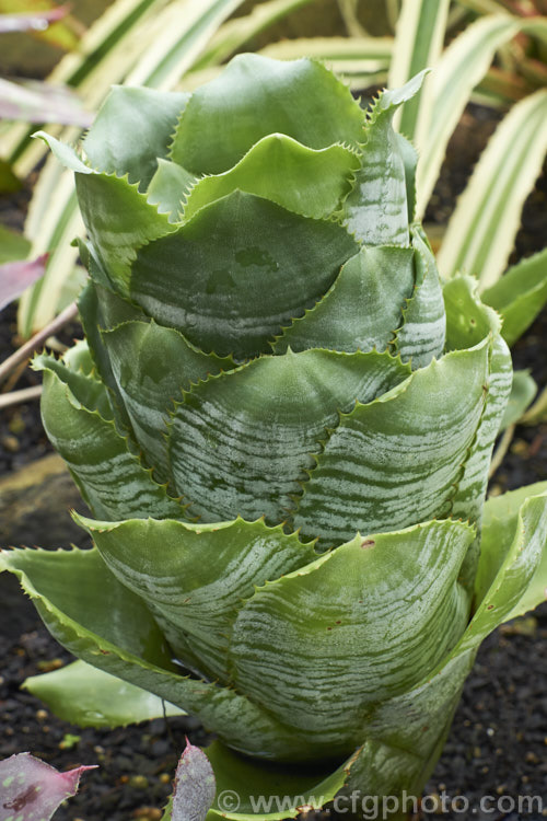 <i>Aechmea fasciata</i> var. <i>fasciata</i>, a natural variety of a common, though nevertheless spectacularly flowered bromeliad native to Brazil. The flower stem can reach 1m high. Order: Poales, Family: Bromeliaceae