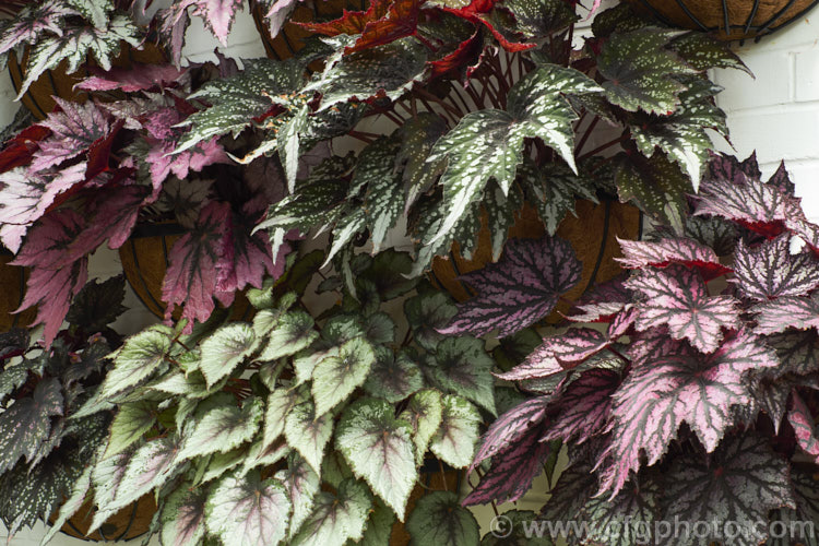 Various cultivars of Begonia rex-cultorum hybrid Developed from Begonia rex and related Asian species, these mainly rhizomatous plants occur in a huge range of forms with magnificently marked and coloured foliage. The flowers are not usually especially showy. Order: Cucurbitales, Family: Begoniaceae