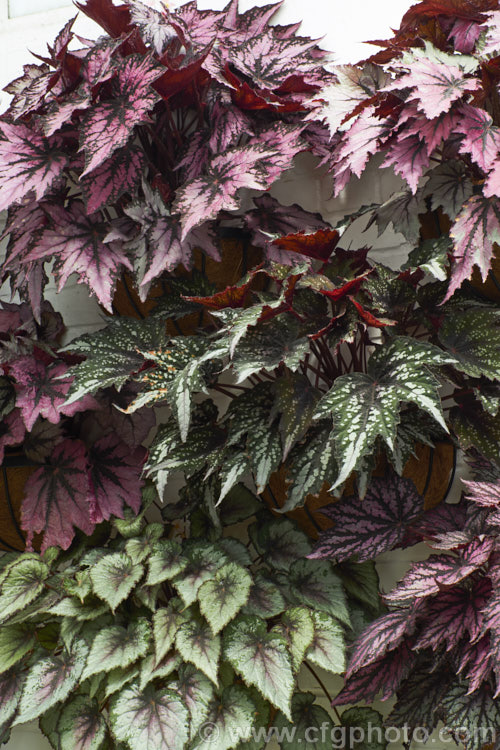 Various cultivars of Begonia rex-cultorum hybrid Developed from Begonia rex and related Asian species, these mainly rhizomatous plants occur in a huge range of forms with magnificently marked and coloured foliage. The flowers are not usually especially showy. Order: Cucurbitales, Family: Begoniaceae