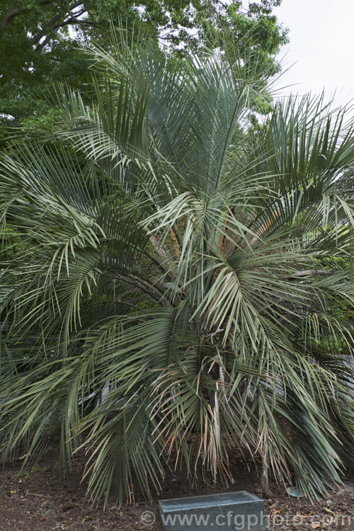 Yatay, Wine. Palm or Jelly Palm (<i>Butia capitata</i>), a 5-6m tall feather palm from Brazil, Uruguay and Argentina. Its arching blue-grey fronds are a distinctive feature.