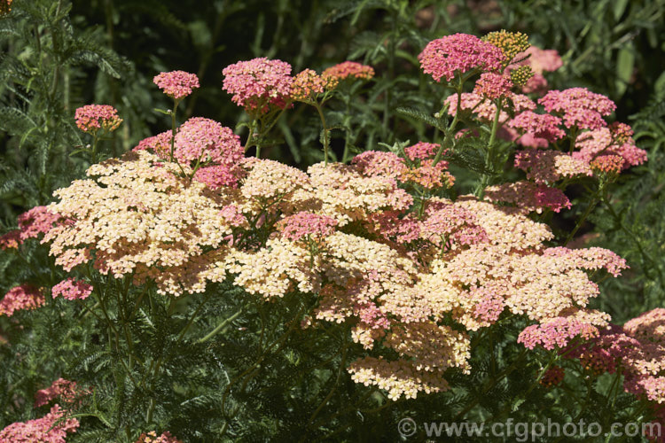 <i>Achillea</i> 'Salmon Beauty' (syn 'Lachsschoenheit'), one of the Galaxy series hybrids between <i>Achillea millefolium</i> and <i>Achillea</i> 'Taygetea'. It grows to around 75cm tall and bears strong stemmed flowers in summer. Order: Asterales, Family: Asteraceae