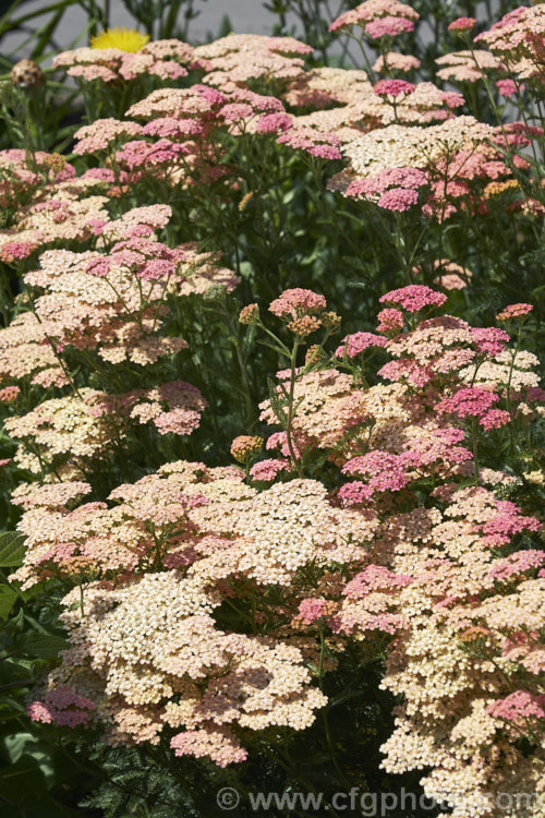 <i>Achillea</i> 'Salmon Beauty' (syn 'Lachsschoenheit'), one of the Galaxy series hybrids between <i>Achillea millefolium</i> and <i>Achillea</i> 'Taygetea'. It grows to around 75cm tall and bears strong stemmed flowers in summer. Order: Asterales, Family: Asteraceae