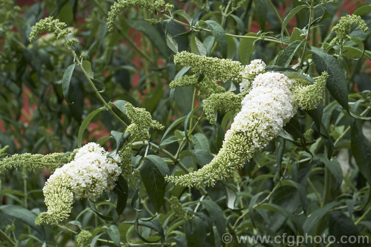 Buddleja davidii 'White Profusion', one of the many cultivars of the butterfly bush, a 3-4m tall deciduous summer-flowering shrub native to China and Japan. buddleja-2053htm'>Buddleja. <a href='scrophulariaceae-plant-family-photoshtml'>Scrophulariaceae</a>.