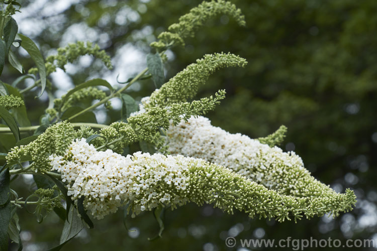 Buddleja davidii 'White Profusion', one of the many cultivars of the butterfly bush, a 3-4m tall deciduous summer-flowering shrub native to China and Japan. buddleja-2053htm'>Buddleja. <a href='scrophulariaceae-plant-family-photoshtml'>Scrophulariaceae</a>.