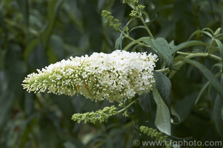 Buddleja davidii 'White Profusion', one of the many cultivars of the butterfly bush, a 3-4m tall deciduous summer-flowering shrub native to China and Japan. buddleja-2053htm'>Buddleja. <a href='scrophulariaceae-plant-family-photoshtml'>Scrophulariaceae</a>.