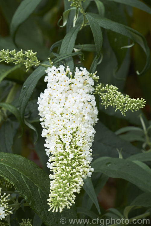 Buddleja davidii 'White Profusion', one of the many cultivars of the butterfly bush, a 3-4m tall deciduous summer-flowering shrub native to China and Japan. buddleja-2053htm'>Buddleja. <a href='scrophulariaceae-plant-family-photoshtml'>Scrophulariaceae</a>.