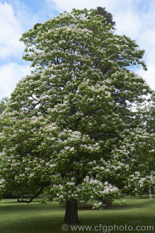 Indian. Bean or Eastern Catalpa (<i>Catalpa bignonioides</i>), a summer-flowering 15m tall deciduous tree native to the eastern United States. It is widely regarded as being among the most spectacular of the large, hardy, deciduous flowering trees. Long, bean-like seedpods follow the flowers. catalpa-2420htm'>Catalpa. <a href='bignoniaceae-plant-family-photoshtml'>Bignoniaceae</a>.