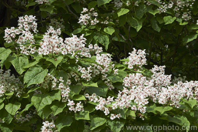 Indian. Bean or Eastern Catalpa (<i>Catalpa bignonioides</i>), a summer-flowering 15m tall deciduous tree native to the eastern United States. It is widely regarded as being among the most spectacular of the large, hardy, deciduous flowering trees. Long, bean-like seedpods follow the flowers. catalpa-2420htm'>Catalpa. <a href='bignoniaceae-plant-family-photoshtml'>Bignoniaceae</a>.