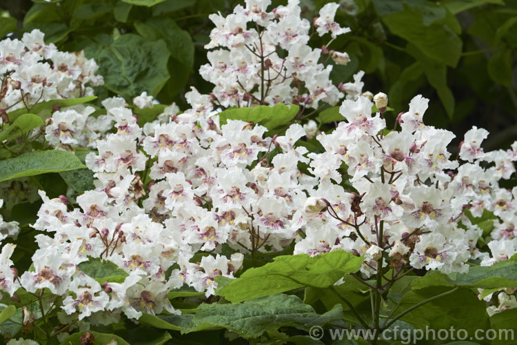 Indian. Bean or Eastern Catalpa (<i>Catalpa bignonioides</i>), a summer-flowering 15m tall deciduous tree native to the eastern United States. It is widely regarded as being among the most spectacular of the large, hardy, deciduous flowering trees. Long, bean-like seedpods follow the flowers. catalpa-2420htm'>Catalpa. <a href='bignoniaceae-plant-family-photoshtml'>Bignoniaceae</a>.