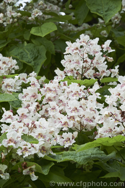 Indian. Bean or Eastern Catalpa (<i>Catalpa bignonioides</i>), a summer-flowering 15m tall deciduous tree native to the eastern United States. It is widely regarded as being among the most spectacular of the large, hardy, deciduous flowering trees. Long, bean-like seedpods follow the flowers. catalpa-2420htm'>Catalpa. <a href='bignoniaceae-plant-family-photoshtml'>Bignoniaceae</a>.