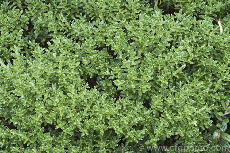 Veronica evenosa (syn. Hebe evenosa</i>), a rounded, bushy evergreen shrub native to Tararua. Ranges of New Zealand's North Island It has small white flowers in spikes up to 5cm long