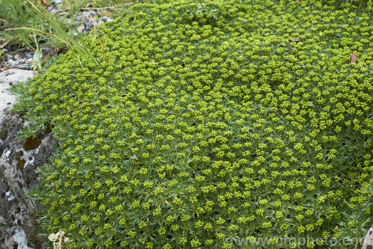 Azorella trifurcata, a cushion-forming evergreen perennial fromChile and Argentina. The small greenish flower heads form in summer but are not really a feature on a plant grown mainly for its contour-hugging form. azorella-2393htm'>Azorella.