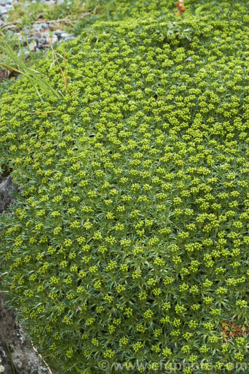 Azorella trifurcata, a cushion-forming evergreen perennial fromChile and Argentina. The small greenish flower heads form in summer but are not really a feature on a plant grown mainly for its contour-hugging form. azorella-2393htm'>Azorella.