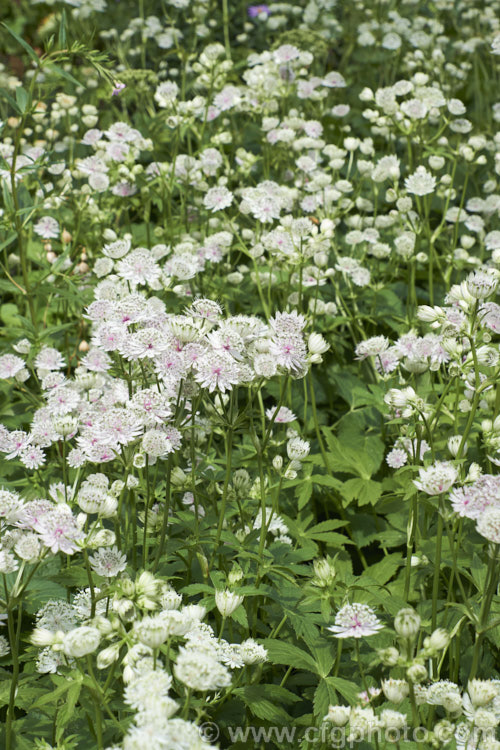 Greater Masterwort (<i>Astrantia major</i>), a much-cultivated central and eastern European perennial the flower stems of which are up to 80cm tall. There are many garden forms. astrantia-2384htm'>Astrantia.