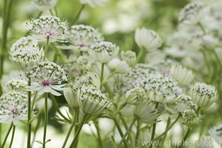 Greater Masterwort (<i>Astrantia major</i>), a much-cultivated central and eastern European perennial the flower stems of which are up to 80cm tall. There are many garden forms. astrantia-2384htm'>Astrantia.