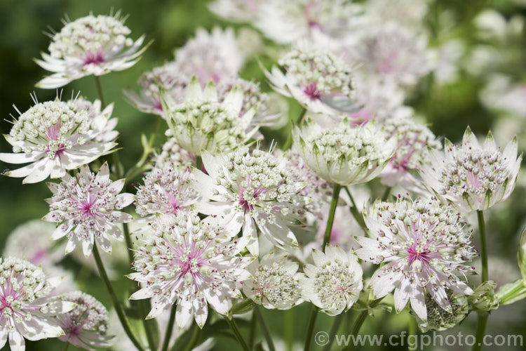 Greater Masterwort (<i>Astrantia major</i>), a much-cultivated central and eastern European perennial the flower stems of which are up to 80cm tall. There are many garden forms. astrantia-2384htm'>Astrantia.