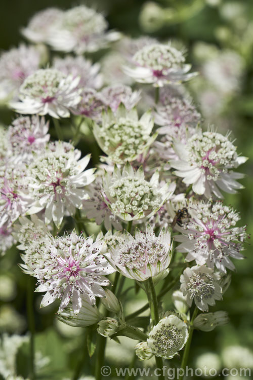 Greater Masterwort (<i>Astrantia major</i>), a much-cultivated central and eastern European perennial the flower stems of which are up to 80cm tall. There are many garden forms. astrantia-2384htm'>Astrantia.